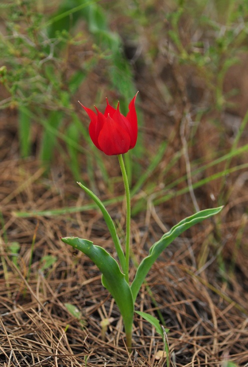 Tulipa undulatifolia, Λέσβος