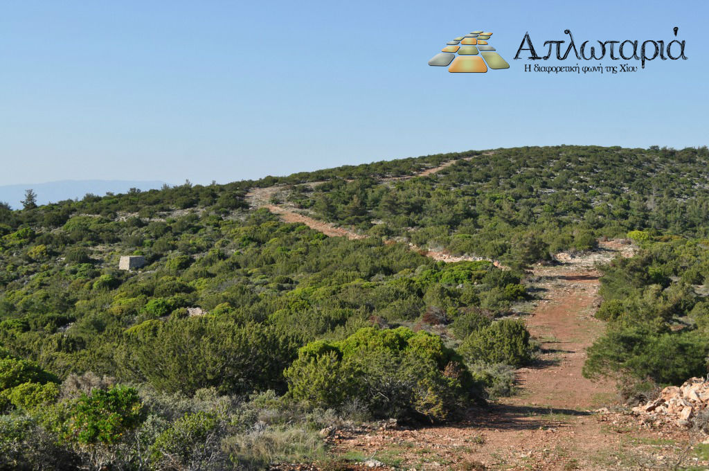 Η αντιπυρική ζώνη πάνω στην κορυφογραμμή