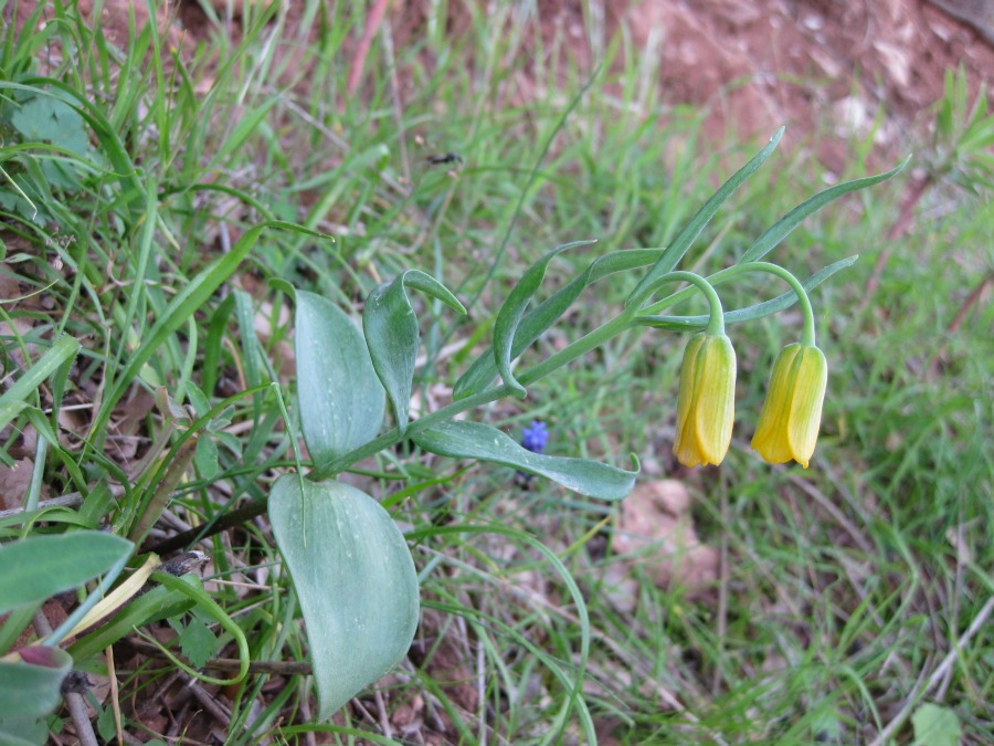 Fritillaria pelinaea