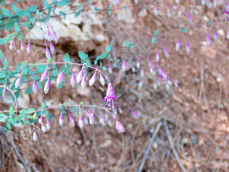 Origanum sipyleum