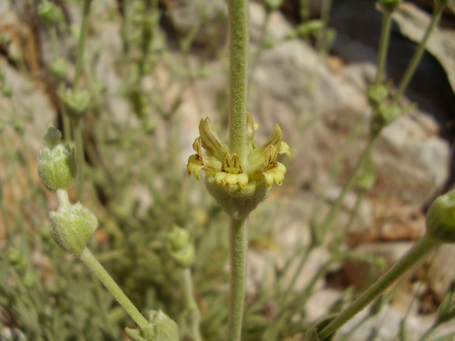 Sideritis sipylea