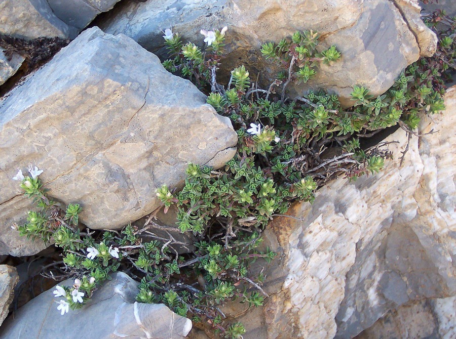 Thymus sipyleus