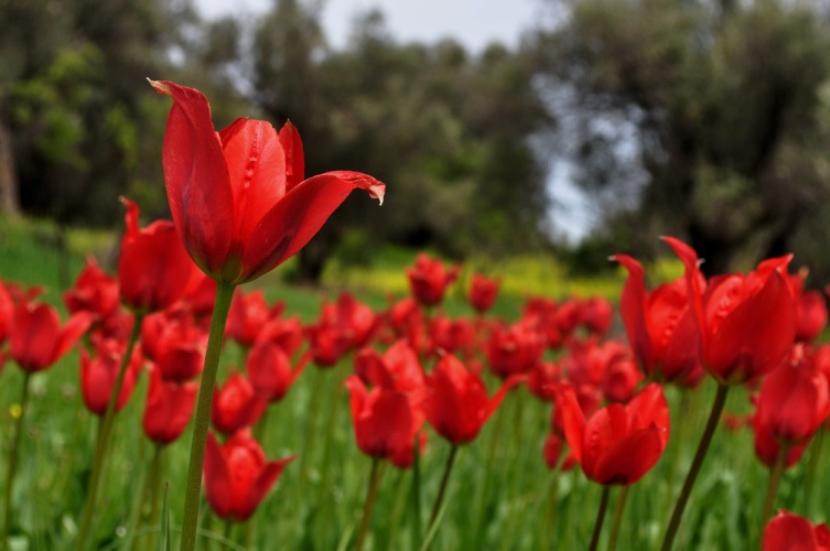 Tulipa agenensis, Χίος