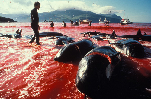 whaling