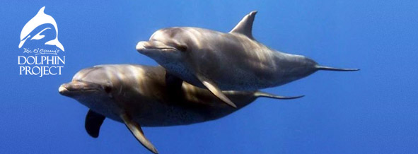 Dolphin Project