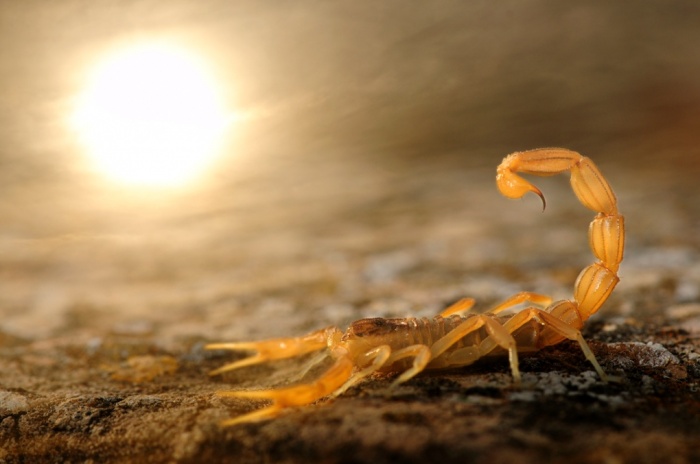 Stinger in the sun από τον Carlos Perez Naval