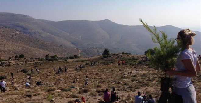 Φωτογραφία από την αναδάσωση του 2014 στην ίδια περιοχή