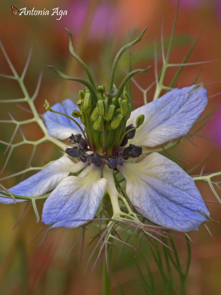 Nigella damascena. Antonia Aga