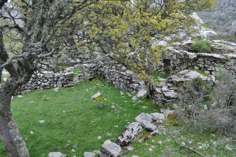 μαντρί ζεν